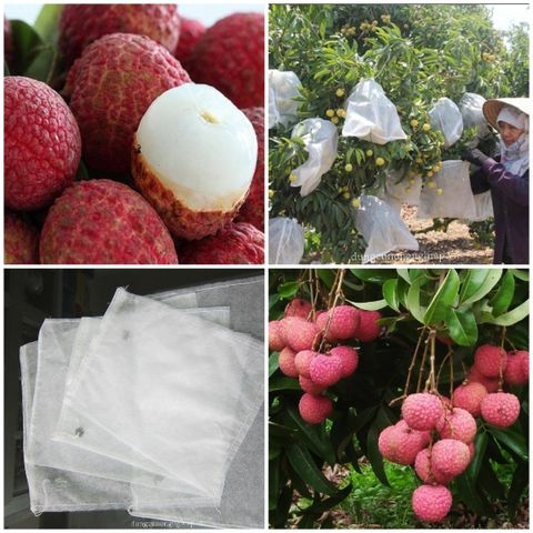 TÚI BAO TRÁI 35 x 45