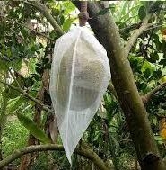 TÚI BAO TRÁI 40 x 50