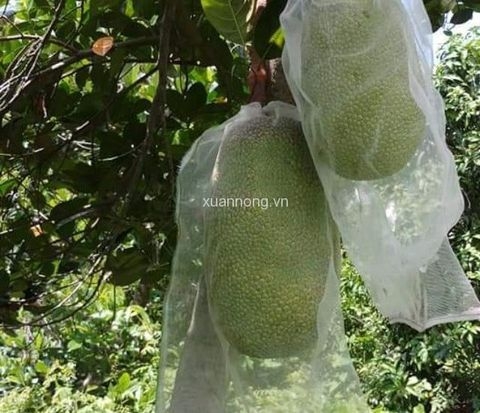 TÚI BAO MÍT 50X65 CM