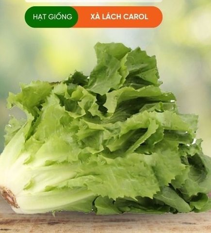 HẠT GIỐNG XÀ LÁCH CAROL