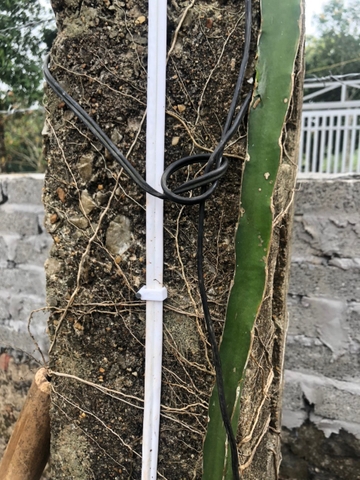 Nẹp Dây Điện F12 - Đinh Ghim Dây Điện, Dây Liền Nguồn (Túi 100 Cái)