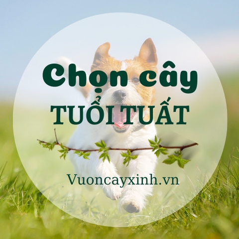 Cây Hoa Đỗ Quyên