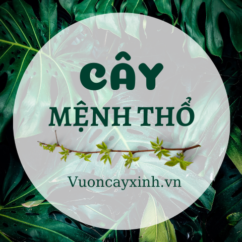 Cây Hoa Đỗ Quyên