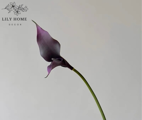 Hoa calla lily tím đậm