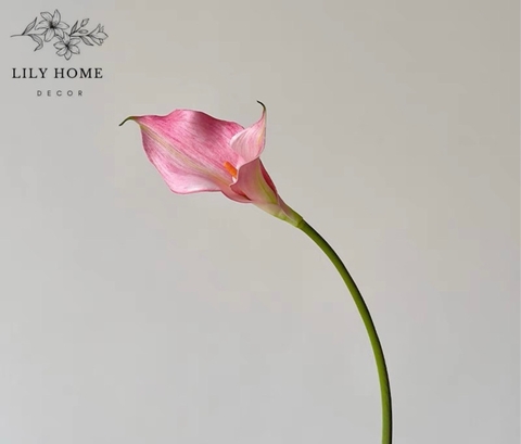 Hoa calla lily hồng