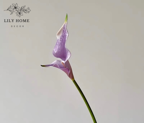 Hoa calla lily tím nhạt
