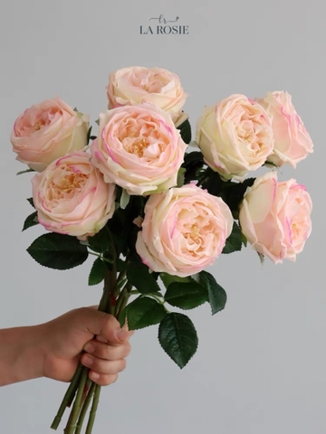 HOA HỒNG MÀU HỒNG NHẠT