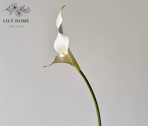 Hoa calla lily trắng
