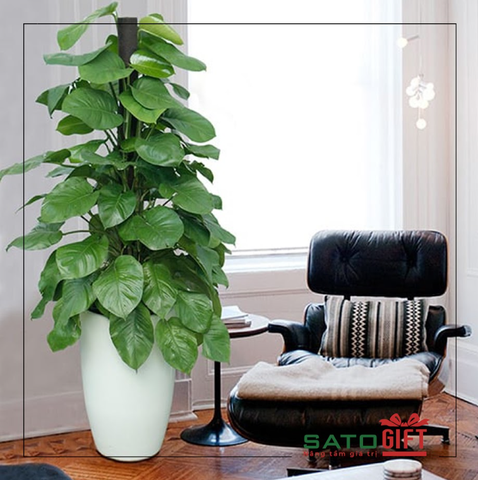 Quà tặng Xanh - Cây Trầu bà cột