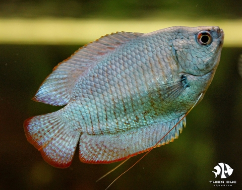 Blue Gourami Pairs