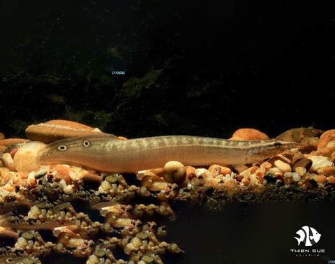 Spiny Eel