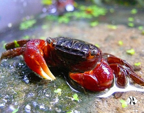 Red Rice Crab