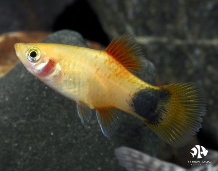 Platy Gold Mickey Mouse