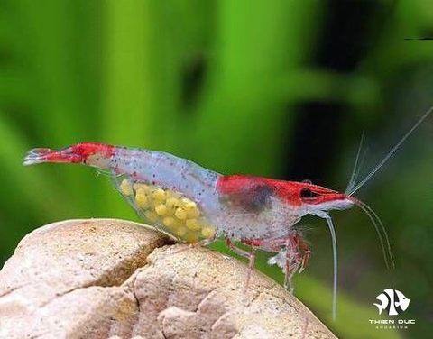 Red Rili Shrimp