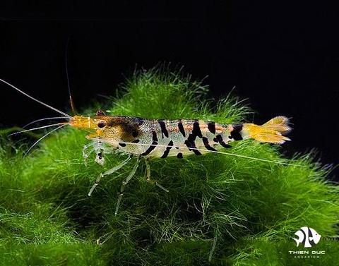 Tiger shrimp