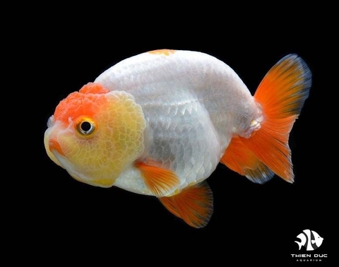 Buffalo Head Goldfish