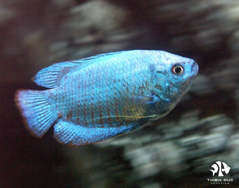 Blue Rainbow Gourami Pair