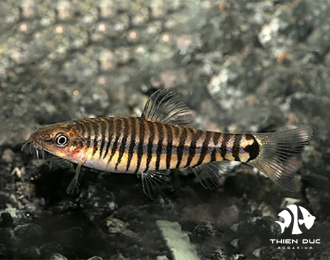 Banded Dwarf Loach