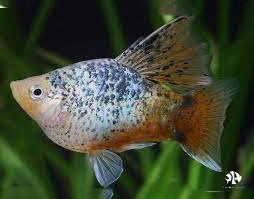 Platy Mix Hi Fin