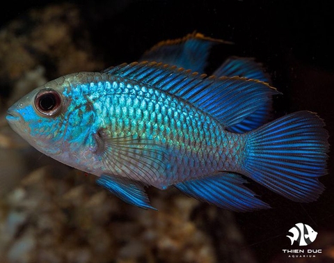 Blue Acara Cichlid