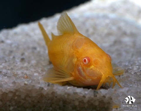 Corydoras Gold Abino