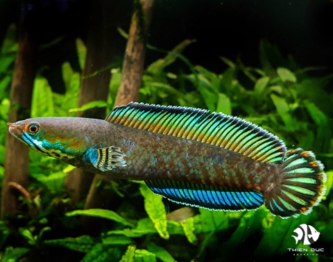 Blue Rainbow Snakehead