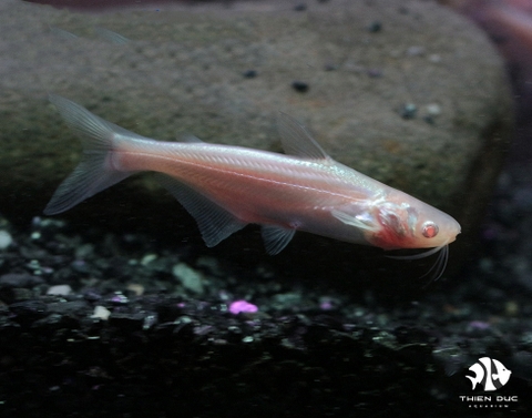 Sutchi Catfish Albino