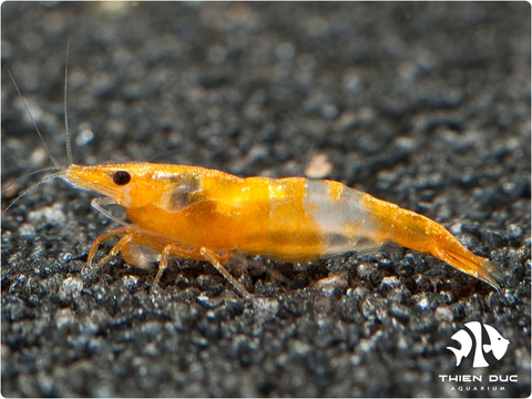 Rili Orange Shrimp