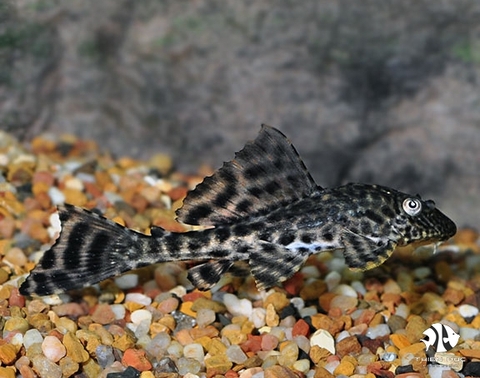 Pleco Trinidad