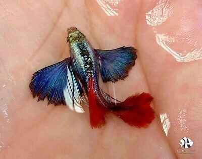 Guppy Dumbo Red Tail(Pair)