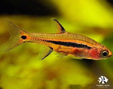 Rasbora Urophthlmoides