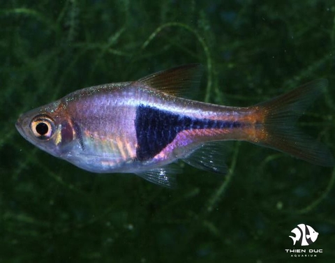 Harlequin Purple Tetra