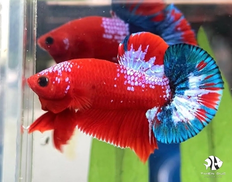 Betta Fancy Mix