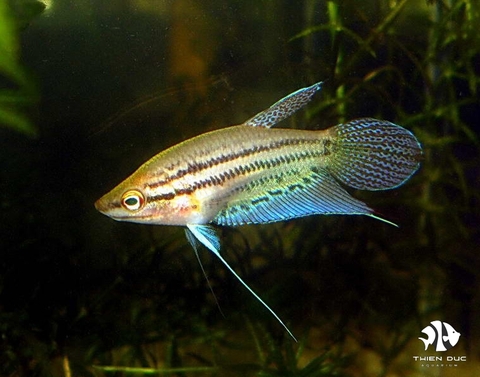 Gourami Croaking