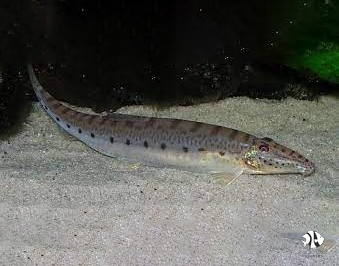 Horse Face Loach