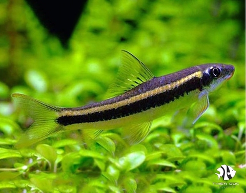 Black Flying Foxthai Fish