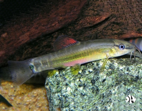 Peppermint Loach