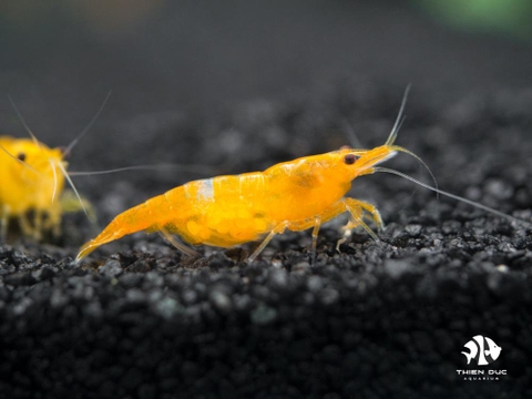 Yellow Shrimp