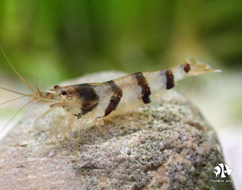 Stripe Black Shrimp