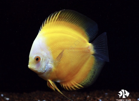 Marlboro Yellow Discus