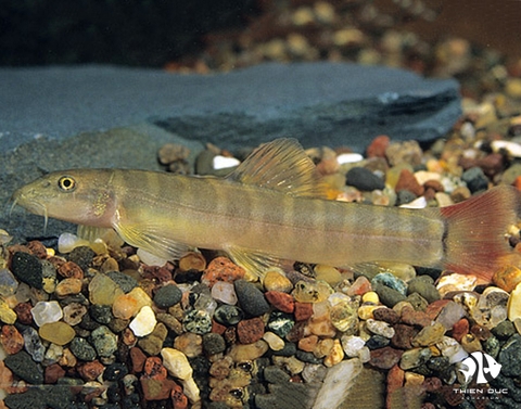 Loach Banded Red Tai