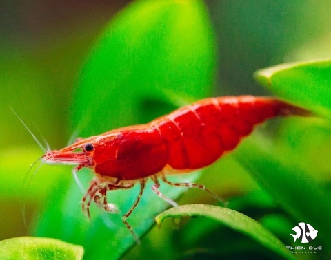 Red Chery Shrimp