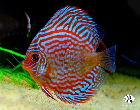 Turpuoise Discus