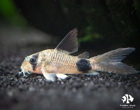 Corydoras Panda Longfin