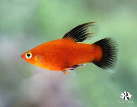 Platy Red Wg Hi Fin