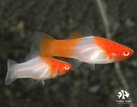 Platy Koi Metallic Gold