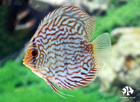 Red White Leopand Discus
