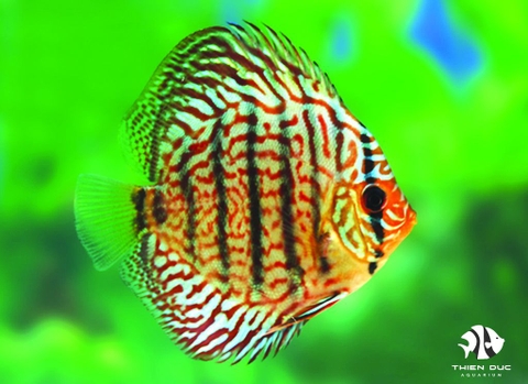 Red Turquoise Discus