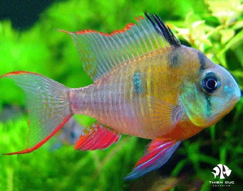 Bolivian Ram