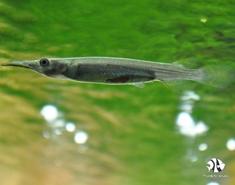 Halfbeak